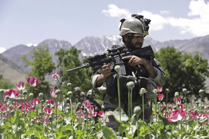 a1-afghan_poppy_field.jpg